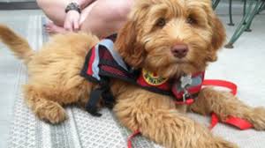 We love dogs and believe service dogs are man's best friend and helper! Types Of Service Dog Gear Vests Jackets And Harnesses Anything Pawsable