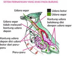Alat Pernapasan Pada Burung Atau Aves