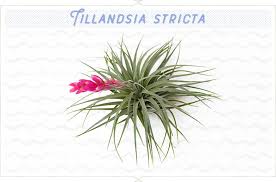 ▶ es gibt auch heute noch etliche pflanzen in den. 18 Types Of Air Plants For Your Home Ftd Com