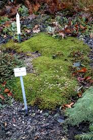 Image result for Begonia poculifera