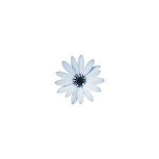 Pretty Denim Flower Icons Blue Flower Wallpaper Instagram Wallpaper