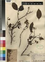 Image result for Cordia senegalensis