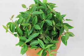 Zierpfeffer Peperomia Quadrangularis Angulata Pflanzen Zimmerpflanzen Topfpflanzen