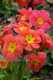 Download and use 80,000+ flower garden stock photos for free. Go Gardening Helping New Zealand Grow Garden Inspiration Tips And Advice From The Expert