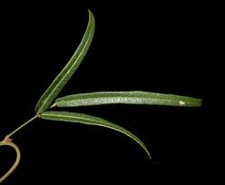 Image result for Rhaptopetalum roseum