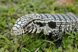 Read more about plants and animals you might see in our parks. Exotic Lizards Creep Into Georgia Don T Expect Southern Hospitality The New York Times