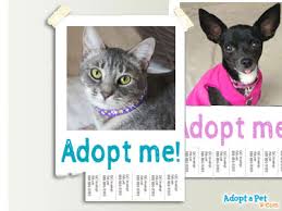 You can try making a cat you want on a played sim, then make the played sim give it up for adoption, which will send it to the pet adoption pool for i can't adopt a pet , anybody can help me? Adopt A Pet Com Blog How Can I Find A New Home For My Pet Adopt A Pet Com Blog