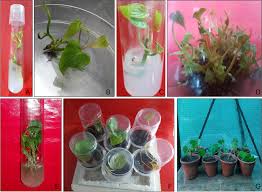 Image result for Jamesbrittenia fodina × huillana