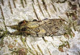 Image result for Peridea anceps