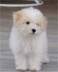 Ask questions and learn about bologneses at nextdaypets.com. White 2 Month Old Pomeranian Puppy Novocom Top