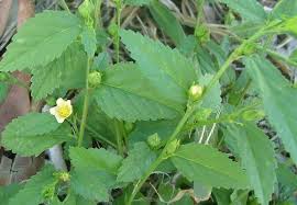Image result for Sida serratifolia