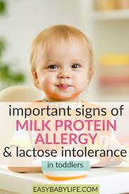 Milk allergy is an acute reaction by the infant's immune system to dairy products especially cow's milk. Signs Of Toddler Milk Protein Allergy Or Lactose Intolerance