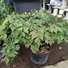 Jenis tanaman hias daun suplir. Tanaman Hias Pakis Suplir Shopee Indonesia