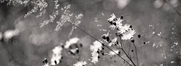 Black And White Flower Facebook Cover Photos Black White Flowers Black And White Flowers Vintage Facebook Cover Facebook Cover Photos