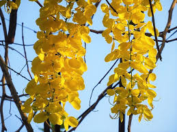 Maybe you would like to learn more about one of these? Plants Flowers Trees Of Vietnam Vietnam Coracle Independent Travel Guides To Vietnam