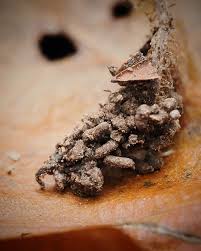 Image result for Synadenium glabratum