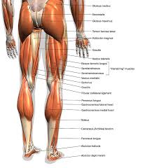 Check spelling or type a new query. Labeled Anatomy Chart Of Male Leg Photograph By Hank Grebe