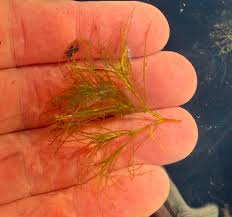 Image result for Najas horrida