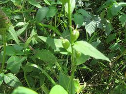 Image result for Lobelia petiolata