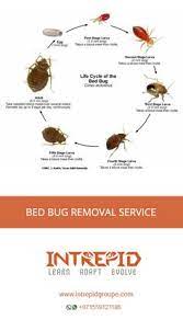 Bur dubai, dar al rafa bldg, 7th floor, office no 703. Intrepid Groupe Pest Control Intrepidgroupe Profile Pinterest