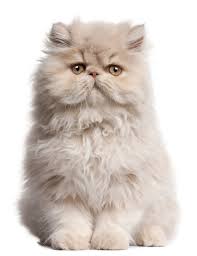 Factors resulting in an inadequate size of the maternal birth canal may include disorders of the maternal skeleton (healed pelvic fractures), the pelvic soft tissues (severe constipation), or the uterus itself (uterine torsion or rupture). Young Persian Cat Sitting In Front Of White Background Wall Mural Textures Themed Premium Canvas Wall Art Standard Peel Stick L In 2021 Cute Cats Cats Cat Breeds