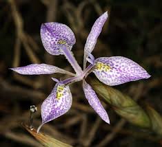 Image result for Moraea simulans