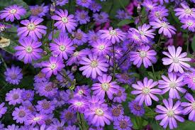 Image result for Stellaria sennii