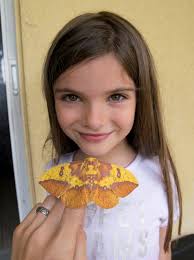 Wild Florida Eacles imperialis female moth emerged last night