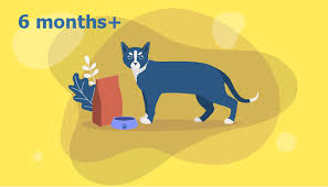 Here are some tips to keep in mind for your kitten's feeding schedule: Cat Feeding Guide How Much How Often To Feed Kittens Adult Cats