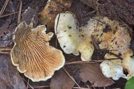 Image result for Paxillus panuoides