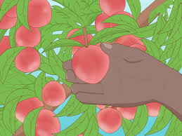 Planting your plum tree technically, you can plant your plum tree any time from late autumn to early spring. Easy Ways To Grow A Plum Tree With Pictures Wikihow