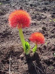 Ball Of Fire Kalongo Northern Uganda Africa Uganda Africa Flower Beauty Flowers