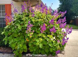 Image result for Mechowia grandiflora