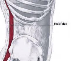 Resultado de imagen de ACTIVACIÓN MULTIFIDUS LUMBAR