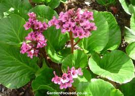 Like many bergenia, this option grows well in just about any soil type but thrives better. Expert Advice On Growing Bergenias From Gardenfocused
