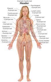 Find the perfect human body women stock illustrations from getty images. Wene Female Template With Organs Svg Wikipediya