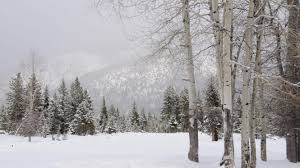Maybe you would like to learn more about one of these? Winter Wildlife Pt 1 Bugs In The Snow Grizzly Bear Conservation