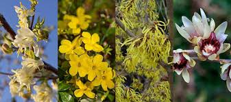 We did not find results for: Fragrant Trees And Shrubs For A Year Round Scented Garden