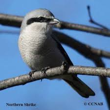 Tall Grey Bird With Black And White Head Gray Birds Grey Birds Birds By Color Birds Of North America