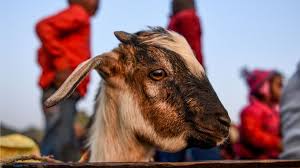 Chinese woman killing a goat : Gadhimai Nepal S Animal Sacrifice Festival Goes Ahead Despite Ban Bbc News