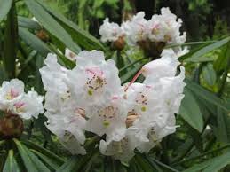 Image result for Chlorophytum angustissimum