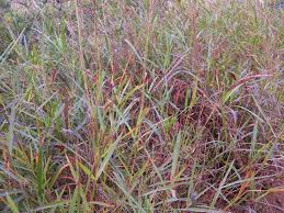 Image result for Andropogon ligulatus