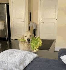 If you the share the animated dog flowers image from pandagif link on facebook or twitter, the dog flowers gif animation will play in the newsfeed, the profile page, the. Latest Wishes Gifs Gfycat