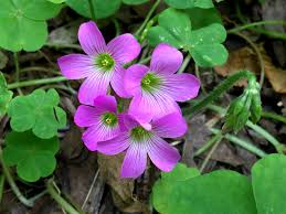 Image result for Oxalis debilis