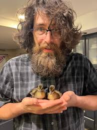 backyard chickens versus seagulls