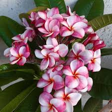 Image result for Plumeria rubra
