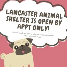 Find a pet you want to meet? Lancasteranimalshelt Animalancaster Twitter