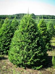 20ft monkey puzzle tree for sale. Buy Monkey Puzzle Tree Online Monkey Puzzle For Sale The Tree Center