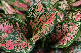 Jika anda lebih menyukai dedaunan, coba pilih tanaman hias daun. Ruangan Semakin Indah Dengan 5 Jenis Tanaman Hias Daun Cantik Ini Ada Aglonema Portal Probolinggo