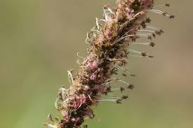 Image result for Setaria sphacelata